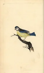 Blaumeise, Cyanistes caeruleus. Handkolorierte Kupferstich von Edward Donovan aus seiner Natural History of British Birds, London