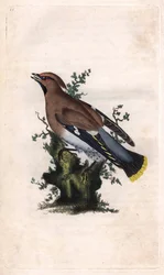 Seidenschwanz, Bombycilla garrulus. Kupferstich von Edward Donovan, veröffentlicht in Histoire naturelle des oiseaux britanniques, London