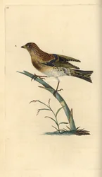 Bergfink, Fringilla montifringilla. Handkolorierte Kupferstich von Edward Donovan aus seiner Natural History of British Birds, London