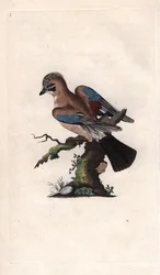 Eichelhäher (Garrulus glandarius). Kupferstich von Edward Donovan, veröffentlicht in Histoire naturelle des oiseaux britanniques, London