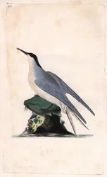 Fluss-Seeschwalbe, Sterna hirundo. Kupferstich von Edward Donovan, veröffentlicht in Histoire naturelle des oiseaux britanniques, London