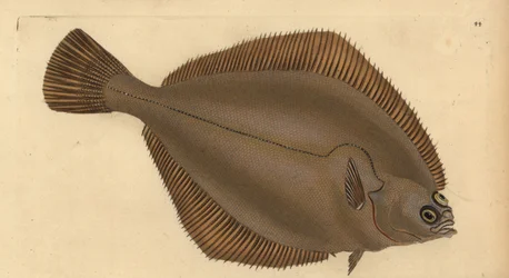 Kliesche, Limanda limanda (Pleuronectes limanda). Handkolorierte Kupferstichzeichnung und -gravur von Edward Donovan aus seiner Natural History of British Fishes, Donovan und F.C. und J. Rivington, London