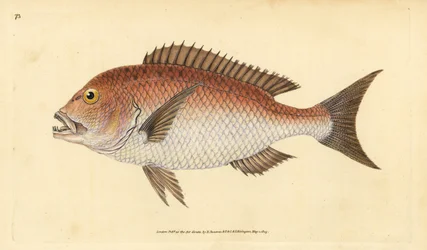 Gemeiner Zahnbrassen, Dentex dentex. Handkolorierte Kupferstichzeichnung und -gravur von Edward Donovan aus seiner „Natural History of British Fishes“, Donovan und F.C. und J. Rivington, London