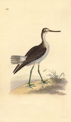 Grünschenkel, Tringa nebularia. Handkolorierte Kupferstich von Edward Donovan aus seiner Natural History of British Birds, London