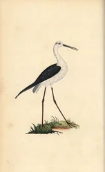 Stelzenläufer, Himantopus himantopus. Handkolorierte Kupferstichzeichnung und -gravur von Edward Donovan aus seiner „Natural History of British Birds“