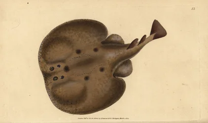 Gemeiner Torpedo oder Augen-Elektrorochen, Raja torpedo. Handkolorierte Kupferstichzeichnung und -gravur von Edward Donovan aus seiner Natural History of British Fishes, Donovan und F.C. und J. Rivington, London