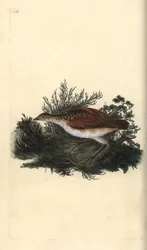 Wachtelkönig, Crex crex. Nahezu bedroht. Handkolorierte Kupferstichzeichnung und -gravur von Edward Donovan aus seinem eigenen „Natural History of British Birds“, London