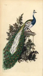 Blauer Pfau, Indischer Pfau oder Gemeiner Pfau, Pavo cristatus. Handkolorierte Kupferplatte, gezeichnet und gestochen von Edward Donovan für seine eigene „Naturgeschichte der britischen Vögel“, London