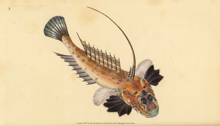 Leierfisch, Callionymus lyra. Handkolorierter Kupferstich von Edward Donovan aus seiner „Natural History of British Fishes“, Donovan und F.C. und J. Rivington, London