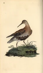 Alpenstrandläufer, Calidris alpina. Handkolorierte Kupferplatte gezeichnet und graviert von Edward Donovan aus seiner eigenen „Natural History of British Birds,“ London