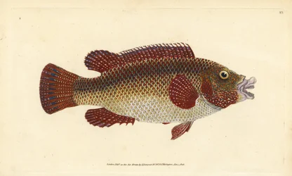 Östlicher Pfauen-Lippfisch, Symphodus tinca (antiker Lippfisch oder altes Weib, Labrus tinca). Handkolorierte Kupferstichplatte, gezeichnet und gestochen von Edward Donovan nach seinem Werk Natural History of British Fishes, Donovan und F. C. und J.