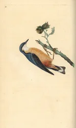 Kleiber, Sitta europaea, auf einem Haselnussbaum, Corylus avellana. Handkolorierte Kupferstichzeichnung und -gravur von Edward Donovan aus seinem eigenen „Natural History of British Birds“, London