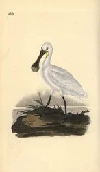 Löffler, Platalea leucorodia. Handkolorierte Kupferplatte gezeichnet und graviert von Edward Donovan aus seiner Natural History of British Birds, London