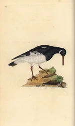 Austernfischer, Haematopus ostralegus. Handkolorierter Kupferstich von Edward Donovan aus seiner eigenen „Natural History of British Birds“, London