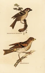 Feldsperling, Passer montanus, und Bergfink, Fringilla montifringilla