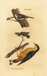 Waldbaumläufer, Certhia familiaris, und Kleiber, Sitta europaea