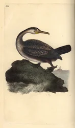 Krähenscharbe, Phalacrocorax aristotelis. Handkolorierte Kupferstichzeichnung und -gravur von Edward Donovan aus seinem eigenen „Natural History of British Birds“, London