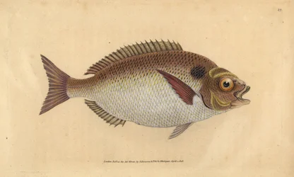 Goldbrasse oder lunulierte Goldbrasse, Sparus aurata. Handkolorierte Kupferstichzeichnung und -gravur von Edward Donovan aus seiner Natural History of British Fishes, Donovan und F.C. und J. Rivington, London