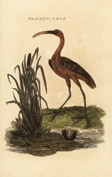 Brauner Sichler, Plegadis falcinellus