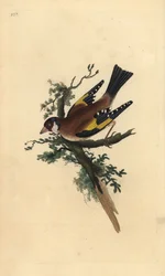 Stieglitz, Carduelis carduelis. Handkolorierte Kupferstich von Edward Donovan aus seiner Natural History of British Birds, London