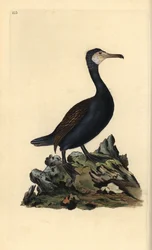 Kormoran (Phalacrocorax carbo). Handkolorierter Kupferstich von Edward Donovan aus seinem Werk „Natural History of British Birds“ (1794-1819)