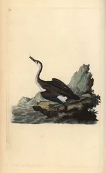 Eistaucher (Gavia immer). Handkolorierter Kupferstich von Edward Donovan aus seinem Werk „Natural History of British Birds“, London