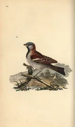 Haussperling, Pour domesticus. Handkolorierter Kupferstich von Edward Donovan aus seiner eigenen „Natural History of British Birds“, London