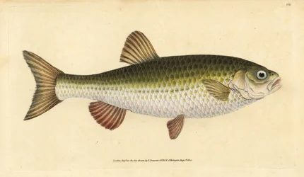 Aland, Leuciscus idus. Handkolorierte Kupferstichzeichnung und -gravur von Edward Donovan aus seiner „Natural History of British Fishes“, Donovan und F.C. und J. Rivington, London