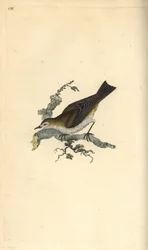 Klappergrasmücke, Sylvia curruca. Handkolorierter Kupferstich gezeichnet und gestochen von Edward Donovan aus seinem eigenen „Natural History of British Birds“, London