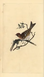 Kleine Birkenzeisig (Carduelis cabaret). Handkolorierter Kupferstich von Edward Donovan aus seinem Werk „Natural History of British Birds“, London