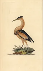Zwergdommel, Ixobrychus minutus. Handkolorierte Kupferplatte gezeichnet und graviert von Edward Donovan aus seiner Natural History of British Birds, London