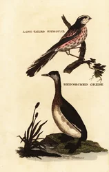 Schwanzmeise oder Langschwanzmeise, Aegithalos caudatus und Rothalstaucher, Podiceps grisegena