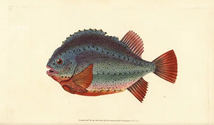 Seehase, Cyclopterus lumpus. Handkolorierte Kupferstichzeichnung und -gravur von Edward Donovan aus seiner „Natural History of British Fishes“, Donovan und F.C. und J. Rivington, London