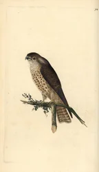 Merlin, Falco columbarius. Handkolorierter Kupferstich von Edward Donovan aus seiner eigenen „Natural History of British Birds“, London