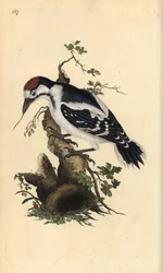Mittelspecht, Dendrocopos medius. Handkolorierte Kupferstichzeichnung und -gravur von Edward Donovan aus seinem eigenen „Natural History of British Birds“, London