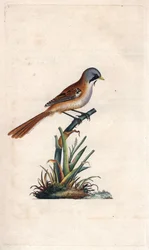 Bartmeise (Sperlingsvogel). Panurus biarmicus (Parus biarmicus). Kupferstich von Edward Donovan (1768-1837), veröffentlicht in Histoire naturelle des oiseaux britanniques, London