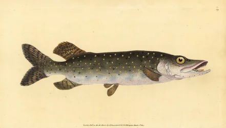 Hecht, Esox lucius. Handkolorierte Kupferplatte gezeichnet und graviert von Edward Donovan aus seiner Naturgeschichte der britischen Fische, Donovan und F.C. und J. Rivington, London