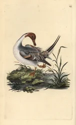Spießente, Anas acuta. Handkolorierte Kupferstichgravur aus „Natural History of British Birds“ von Edward Donovan
