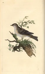 Orpheusgrasmücke, Sylvia hydrtensis. Handkolorierte Kupferstich von Edward Donovan aus seiner Natural History of British Birds, London