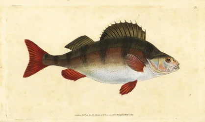 Flussbarsch, Perca fluviatilis. Handkolorierte Kupferstichzeichnung und -gravur von Edward Donovan aus seiner Natural History of British Fishes, Donovan und F.C. und J. Rivington, London