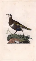 Regenpfeifer. Eudromias morinellus. Kupferstich von Edward Donovan, veröffentlicht in Histoire naturelle des oiseaux britanniques, London