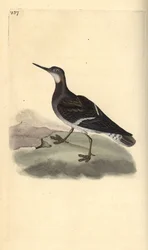 Odinshühnchen, Phalaropus lobatus. Handkolorierter Kupferstich von Edward Donovan aus seiner eigenen „Natural History of British Birds“, London