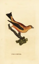 Fichtenkreuzschnabel, Loxia curvirostra