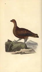Schottisches Moorschneehuhn (Weibchen), Lagopus scotica. Handkolorierte Kupferplatte, gezeichnet und gestochen von Edward Donovan für seine eigene „Naturgeschichte der britischen Vögel“, London