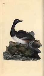 Ringelente (Aythya collaris). Handkolorierter Kupferstich von Edward Donovan aus seinem Werk „Natural History of British Birds“, London