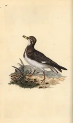 Steinwälzer, Arenaria interpres. Handkolorierte Kupferplatte gezeichnet und graviert von Edward Donovan aus seiner eigenen „Natural History of British Birds,“ London