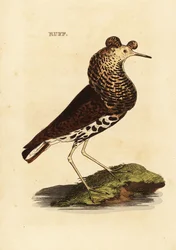 Kampfläufer, Männchen, Philomachus pugnax