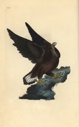Seeadler, Haliaeetus albicilla. Handkolorierter Kupferstich, gezeichnet und gestochen von Edward Donovan für seine eigene „Naturgeschichte der britischen Vögel“, London