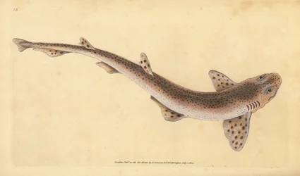Kleingefleckter Katzenhai, Scyliorhinus canicula (kleingefleckter Hai, Squalus catulus). Handkolorierter Kupferstich, gezeichnet und gestochen von Edward Donovan, aus seinem Werk Natural History of British Fishes, Donovan und F.C. und J. Rivington, London