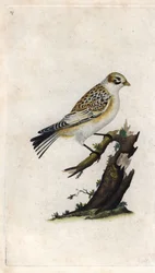 Schneesperling, Plectrophenax nivalis. Kupferstich von Edward Donovan, veröffentlicht in Histoire naturelle des oiseaux britanniques, London